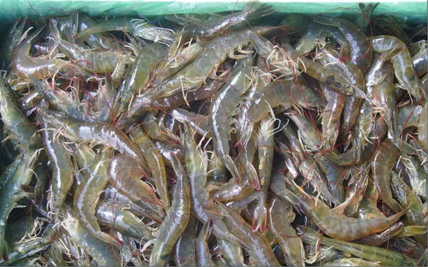  水产品检测仪器设备介绍和参数说明